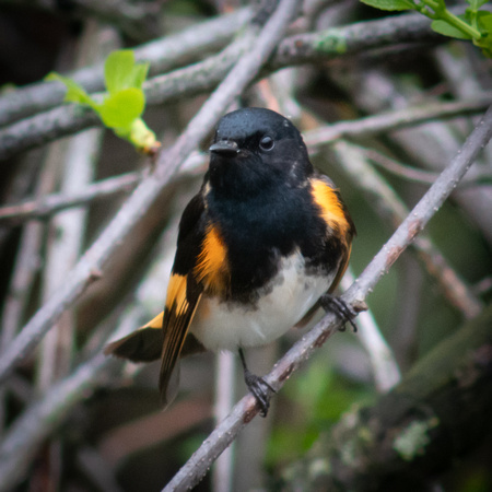 American Redstart