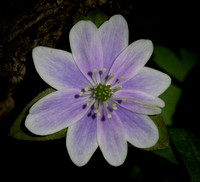 Variegated Hepatica