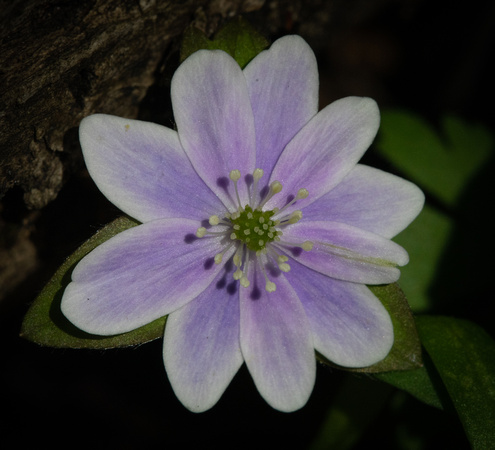 Variegated Hepatica