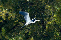 Flying Heron