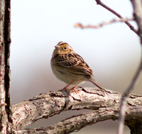 Le Conte's Sparrow-6133.jpg