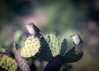 Boucard's Wrens