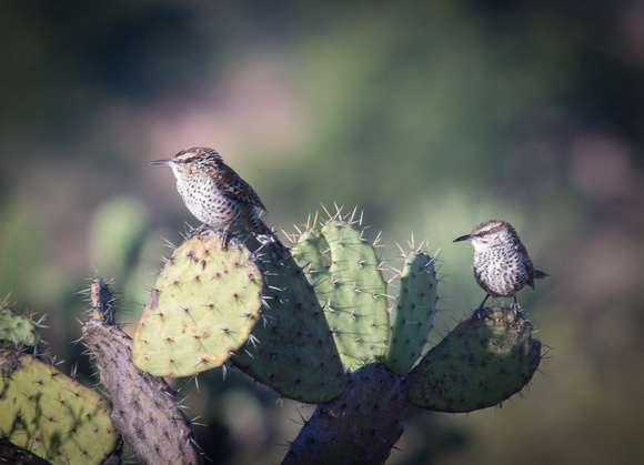 Boucard's Wrens