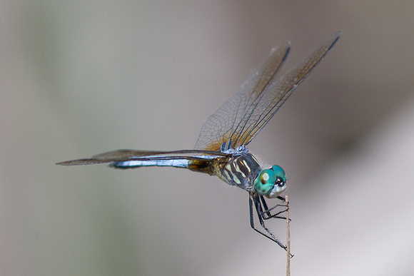 Blue Dasher