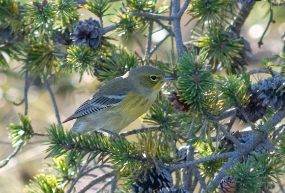 pine warbler_3111