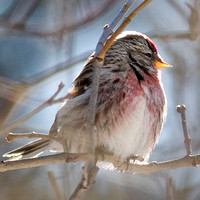 michigan_birding_3_1_09