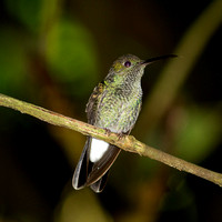 male white-vented plumeleteer