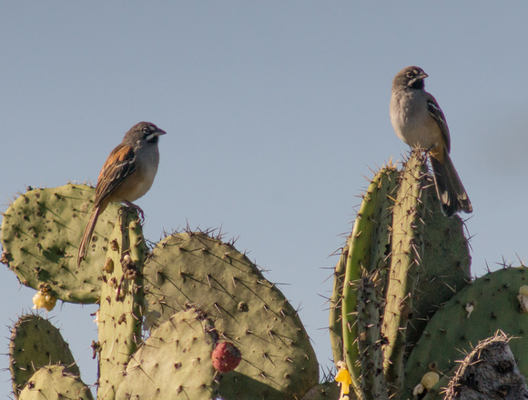 Bridled Sparrows