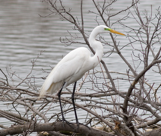 Great Egret