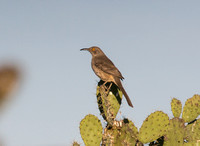 Curvebill Thrasher