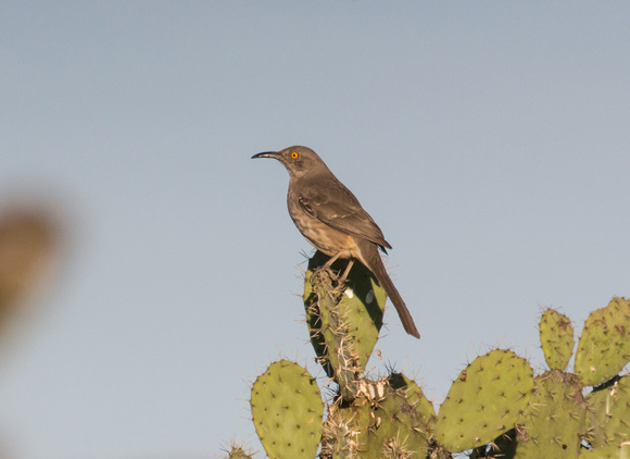 Curvebill Thrasher