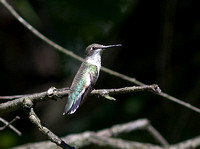 Female Rubythroat_2913