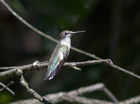 Female Rubythroat_2913