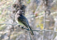 Black Phoebe_2520.jpg