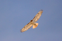 Redtail_7322 2.0.jpg