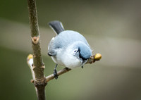 Blue-Grey Gnatcatcher