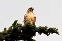 Red-Shouldered Hawk_1754.jpg