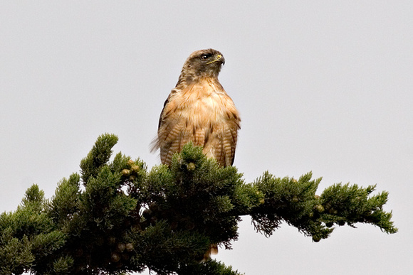 Red-Shouldered Hawk_1754.jpg