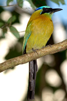 male blue-crowned motmot