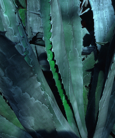 Agave