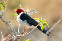 Yellow-Billed Cardinal