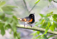 American Redstart_7799.jpg