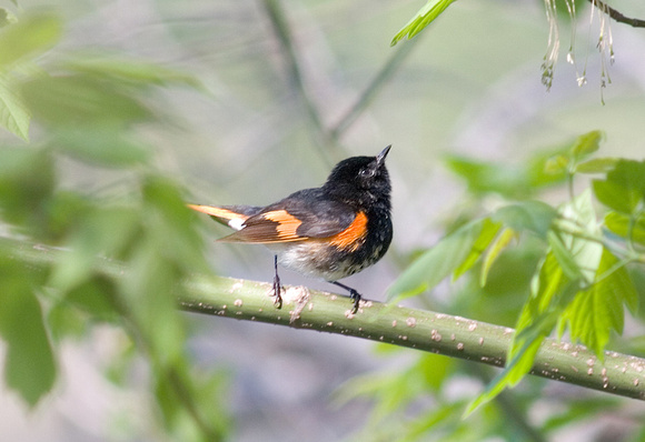 American Redstart_7799.jpg