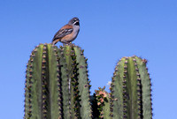 Bridled Sparrow