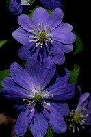 Hepatica