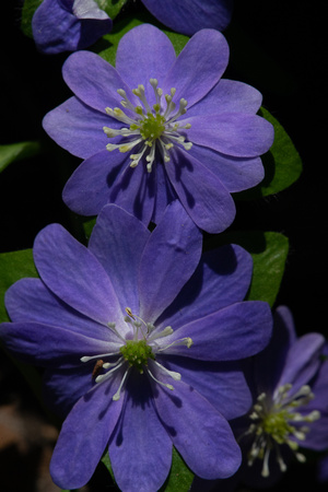 Hepatica