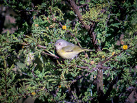 Nashville Warbler