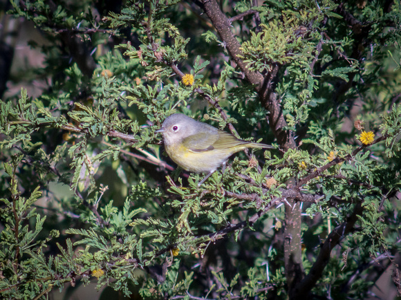 Nashville Warbler