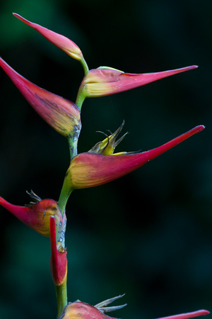 bird of paradise