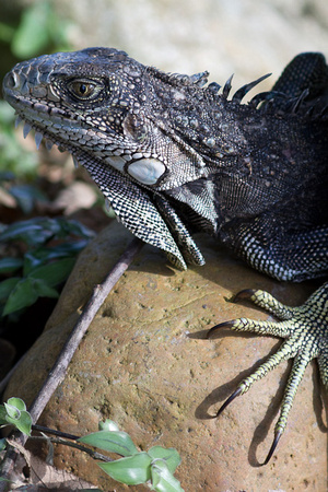 iguana