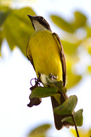 social flycatcher