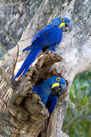 Pantanal Wildlife