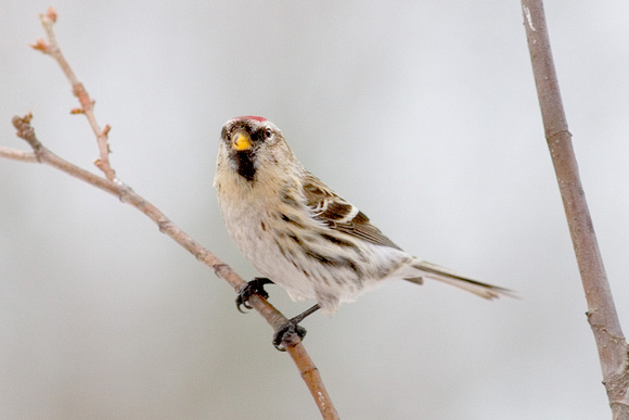 Redpoll (hoary?)