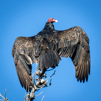 Turkey Vulture