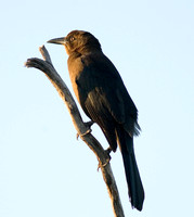 Birds found in the Yucatan 11-07