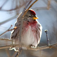 Petoskey Redpoll_2536.jpg