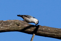 White-Breasted Nuthatch