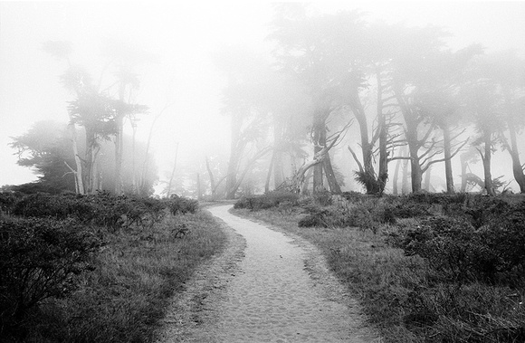 Muir Woods