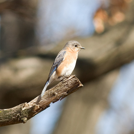 Female Bluebird 2632.jpg