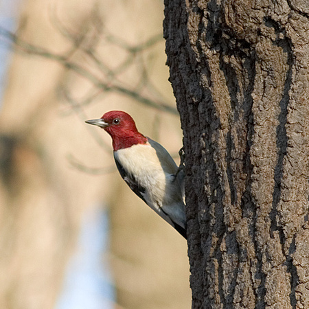 Male Red Headed Woodpecker_2766.jpg