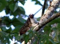 Geoffrey's Tamarin