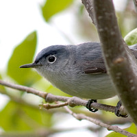 Birding May 2008