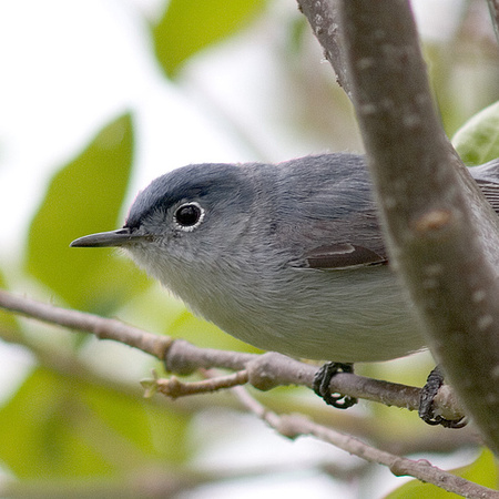 Blue-grey gnatcatcher eyering_7638.jpg