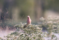 House Finch