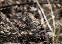 Montrose Birding 4-21-18