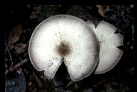 ShroomCaps